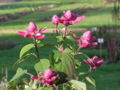 Thumbnail for version as of 18:35, 4 February 2009