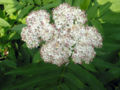 Thumbnail for version as of 07:44, 30 November 2007