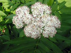 Danewort inflorescence
