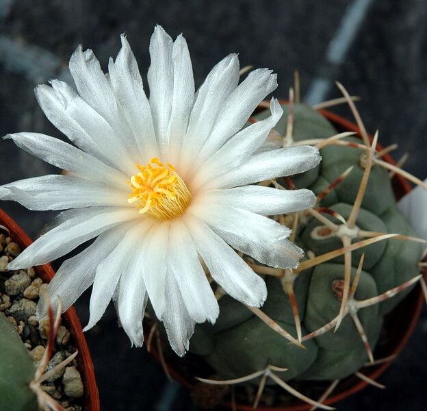 File:1065px-Thelocactus hexaedrophorus flower.jpg