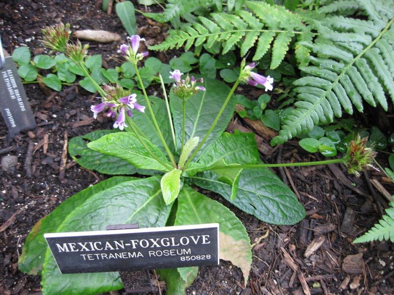 File:1280px-IMG 0923 bbg09.jpg