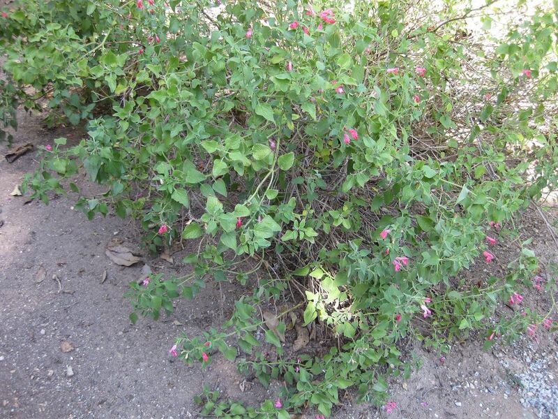 File:1280px-IMG 1958 hunt09oct.jpg