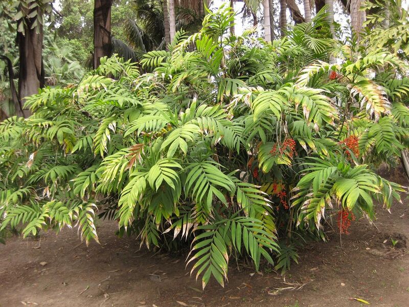 File:1280px-IMG 3903 hunt0904.jpg