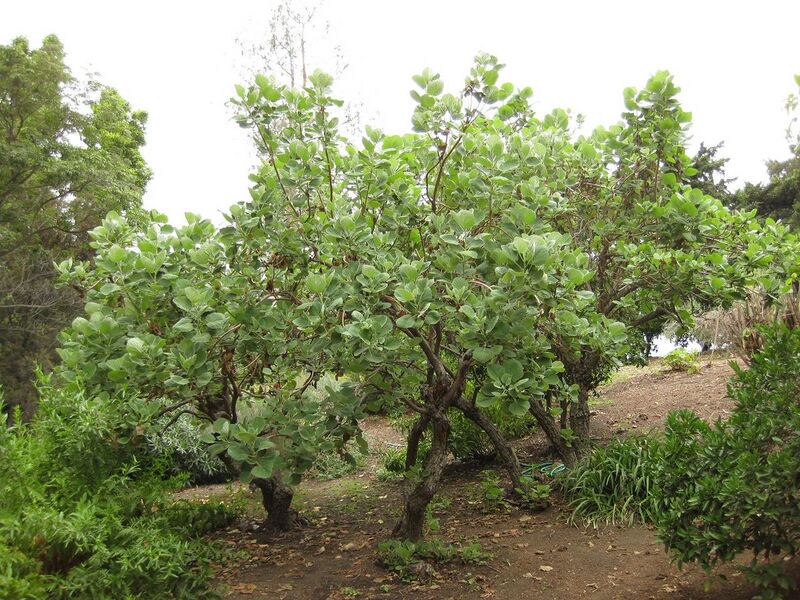 File:1280px-IMG 6981 hunt09jun.jpg