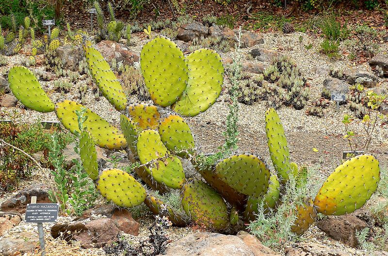 File:1280px-Opuntia oricola 1.jpg
