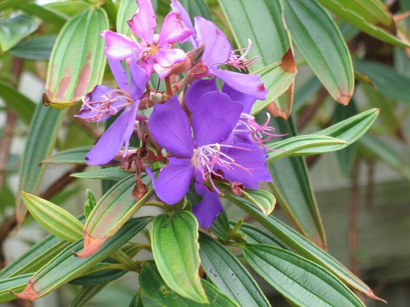 File:1280px-Tibouchina1a.jpg