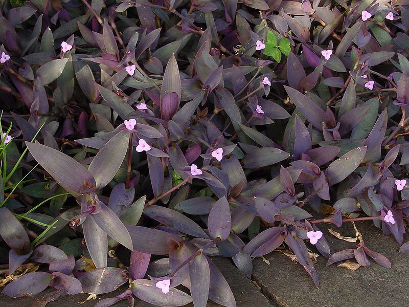 File:1280px-Tradescantia pallida D.jpg