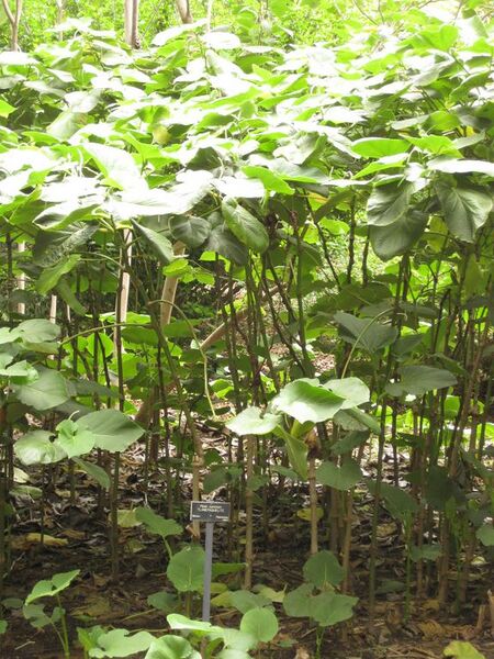 File:576px-IMG 7015 hunt09jun.jpg