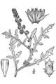 Thumbnail for version as of 13:32, 28 April 2007