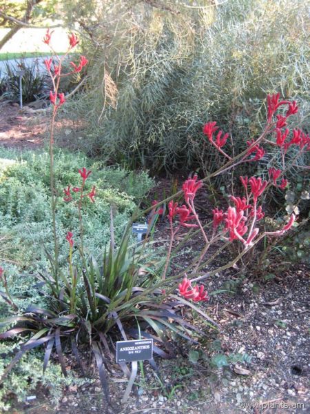 File:Anigozanthos-big red-IMG 6929 sfbg0308.jpg