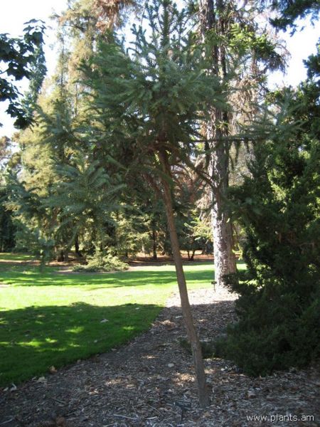 File:Araucaria angustifolia-parana pine-IMG 0597 hunt07.jpg