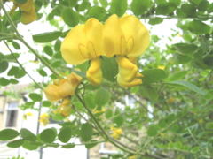 Colutea arborescens in flower