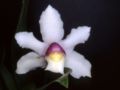 Bollea hirtzii