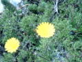 Calendula suffruticosa