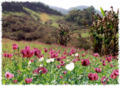 A field of opium poppy in Burma.
