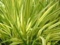 Hakonechloa macra 'Aureola' Japanese forest grass