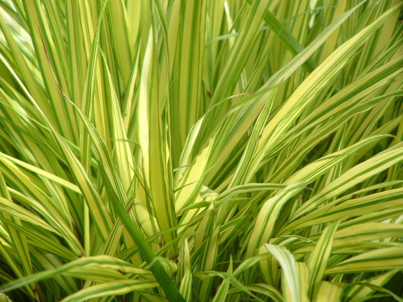 File:Hakonechloa macra Aureola-flickr.jpg