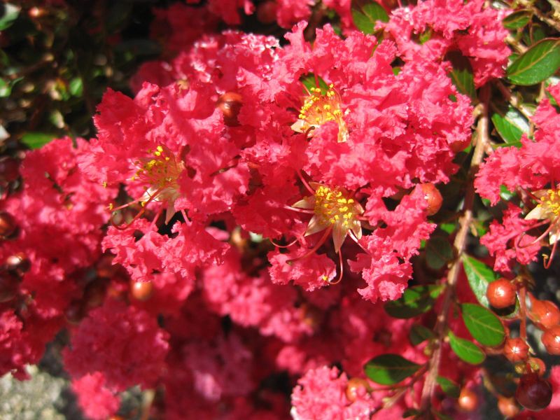 File:IMG 0286 nybg09.jpg