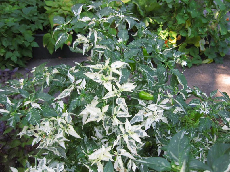 File:IMG 0375 nybg09.jpg