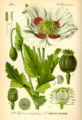 Thumbnail for version as of 04:35, 8 July 2007