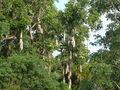 Thumbnail for version as of 11:19, 9 August 2007