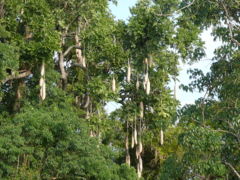 Kigelia africana