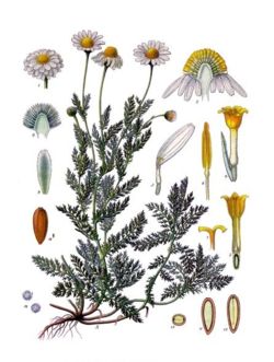 Roman Chamomile