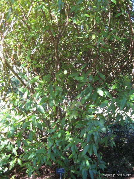 File:Luculia intermedia-IMG 7677 sfbg0308.jpg