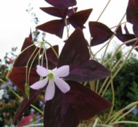 Oxalis regnellii atropurpurea