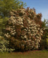 Photinia fraseri