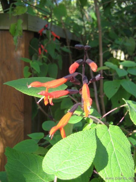 File:Salvia urica-IMG 7518 sfbg0308.jpg