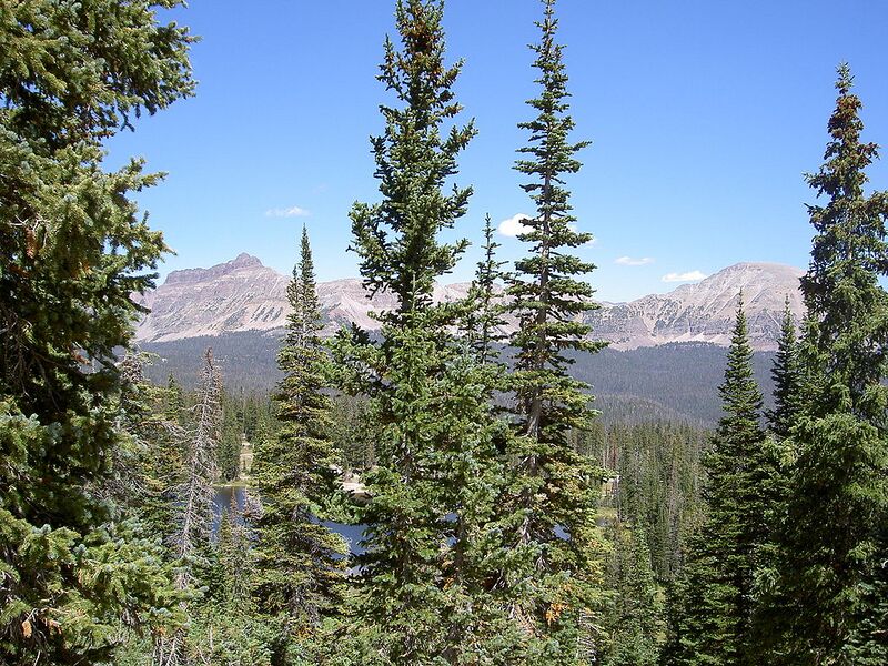 File:1024px-Abies lasiocarpa bifolia Picea engelmannii.jpg