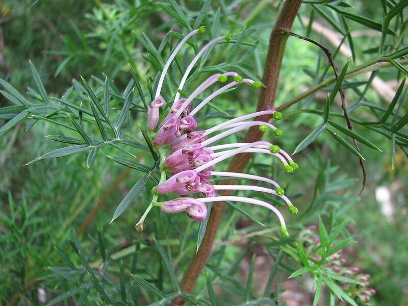 File:1024px-Grevillea rivularis RBG.jpg