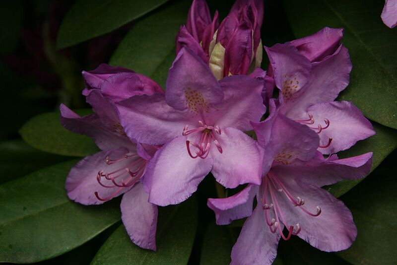 File:1024px-Wild Rhododendrons in Whitwick Leicestershire 1155.JPG