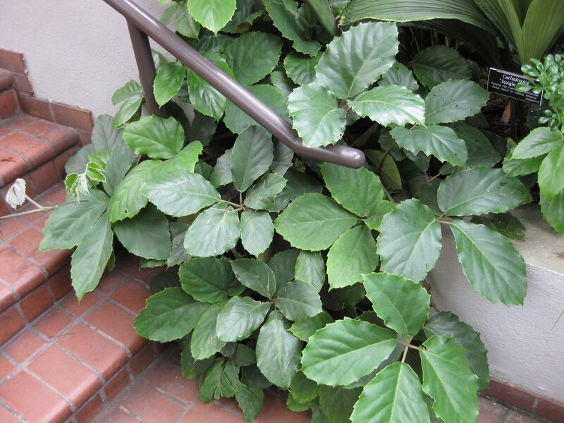 File:1280px-IMG 1042 bbg09.jpg