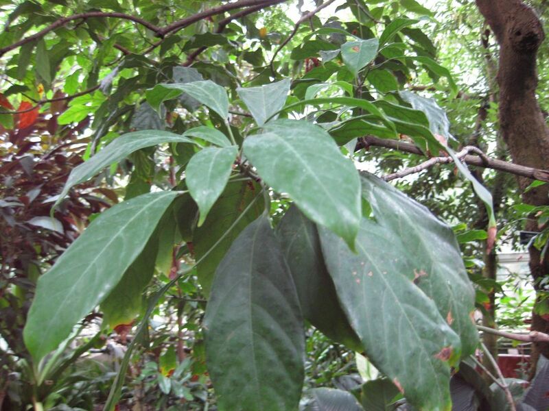 File:1280px-IMG 1122 bbg09.jpg