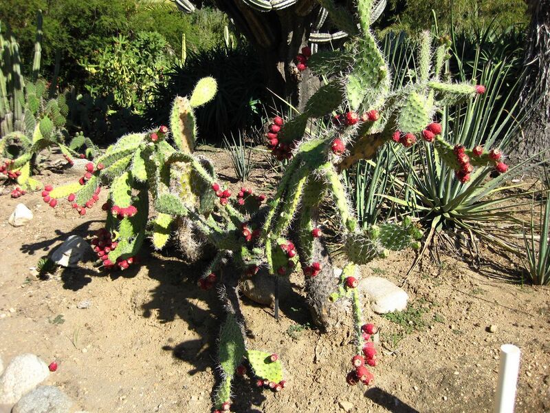 File:1280px-IMG 2097 hunt09oct.jpg