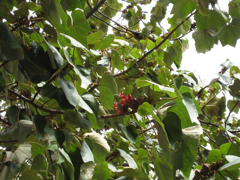 File:1280px-IMG 5111 hunt0904.jpg