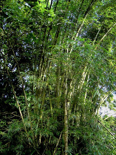File:576px-Bambusa vulgaris (Dominica).jpg