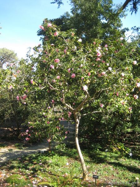 File:Camellia-glenn's orbit-IMG 8068 sfbg0308.jpg