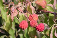 Foliage and fruit