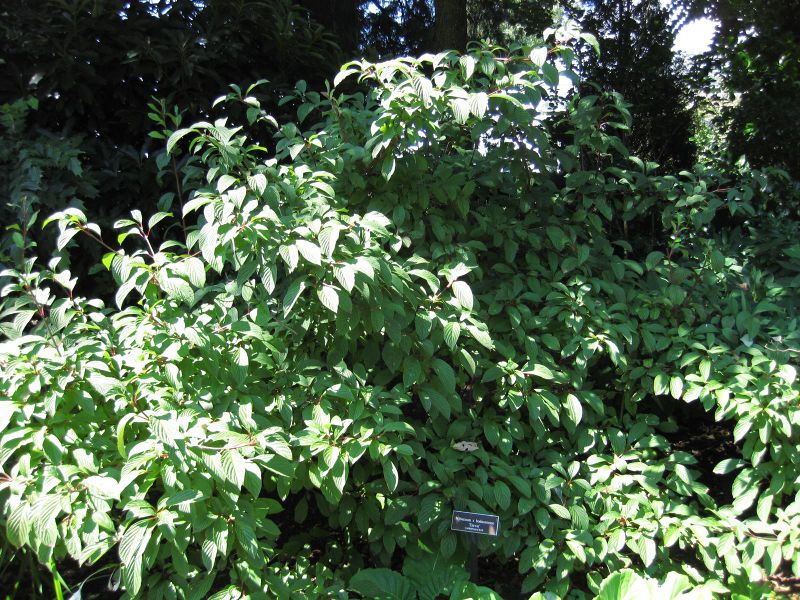 File:IMG 0297 nybg09.jpg