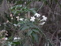 Thumbnail for version as of 21:09, 9 November 2007