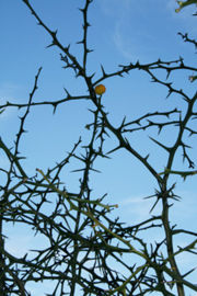 Fruit and branches of Poncirus trifoliata from the Botanical Garden of Parc Borély in Marseilles, France (in March)