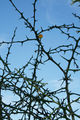Thumbnail for version as of 19:36, 24 June 2009