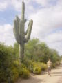 Saguaro cactus in AZ, Note the man to the right, he is 5'11.