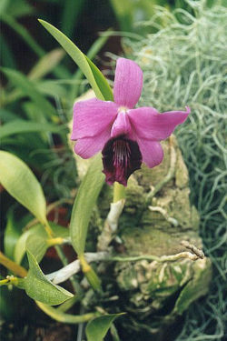 Sophronitis dayana