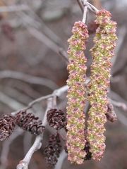 Alnus serrulata (Tag Alder): Male catkins on right, mature female catkins left