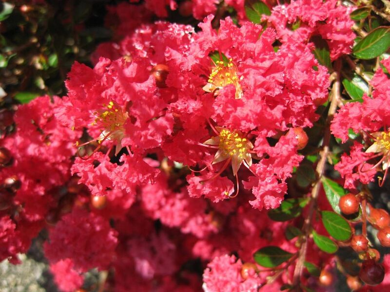 File:1024px-IMG 0286 nybg09.jpg
