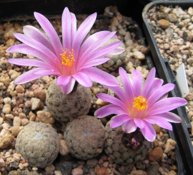 File:1124px-Turbinicarpus valdezianus03.jpg